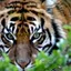 bengal-triger profile picture