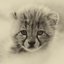 cheetah profile picture