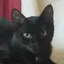 curatorcat profile picture