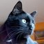 curatorcat.pal profile picture