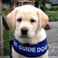 krguidedog profile picture
