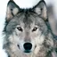 michaelwolf profile picture
