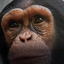 randombrute profile picture