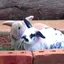 rescue.rabbits profile picture
