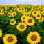 supriya.gupta profile picture
