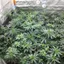 weedcleaner profile picture