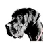 wilku profile picture