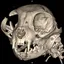 xrayman profile picture