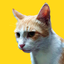 yellowdoodle profile picture